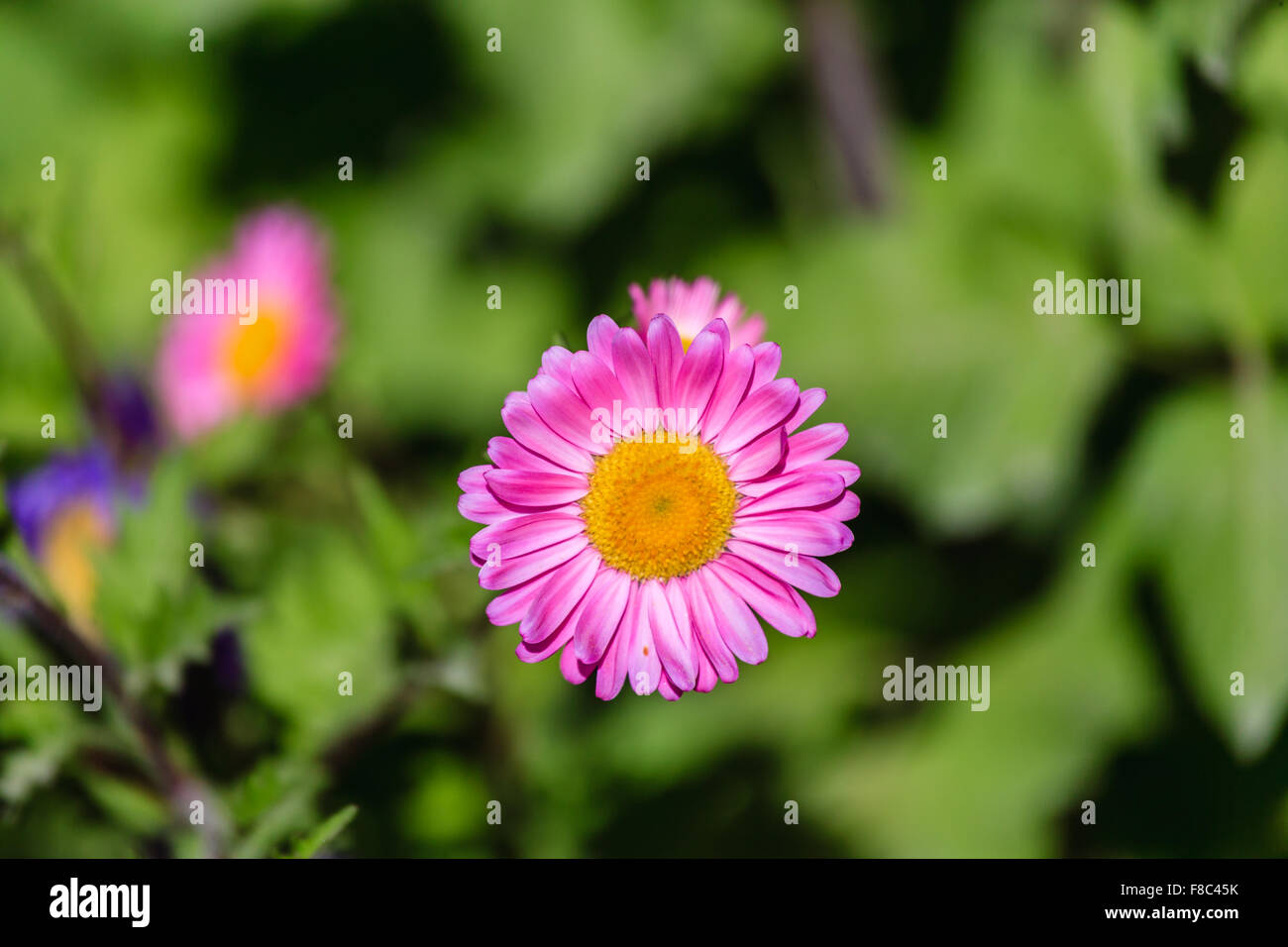 Blume in Ladakh, Indien Stockfoto