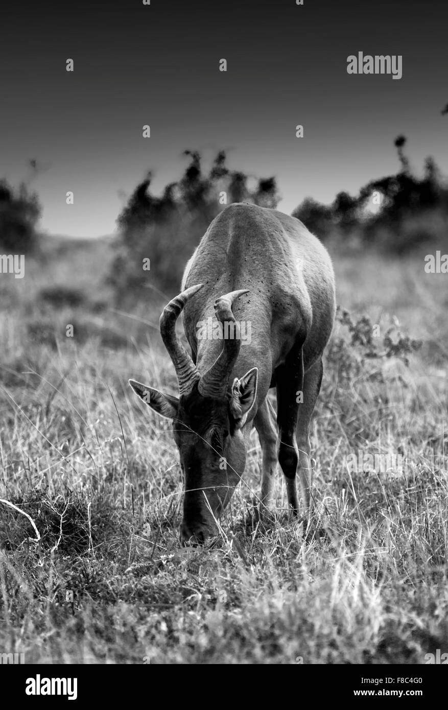 Rote Hartebees in der südafrikanischen Wildnis. Stockfoto