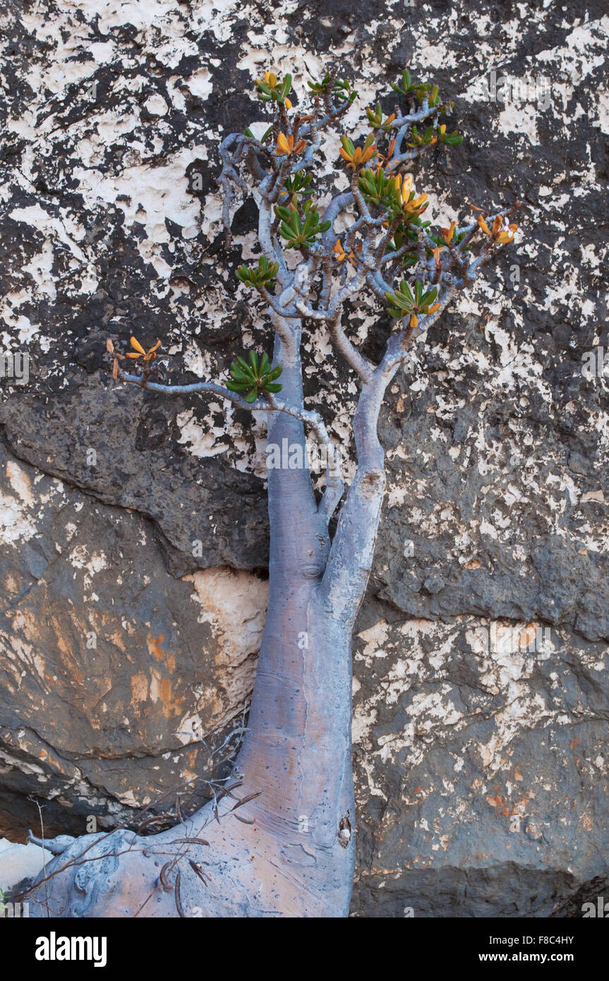 Sokotra, Insel, Jemen, Naher Osten: eine blühende Flasche Baum auf einem Felsen im geschützten Bereich der Homhil Plateau, einzigartige Biodiversität Stockfoto