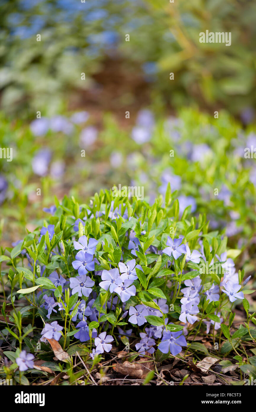 Vinca, blühende Büschel, Lobelia Familie Immergrün oder Myrte hell violett lila blühende Pflanzen mit pulsierenden grünen Blättern Stockfoto