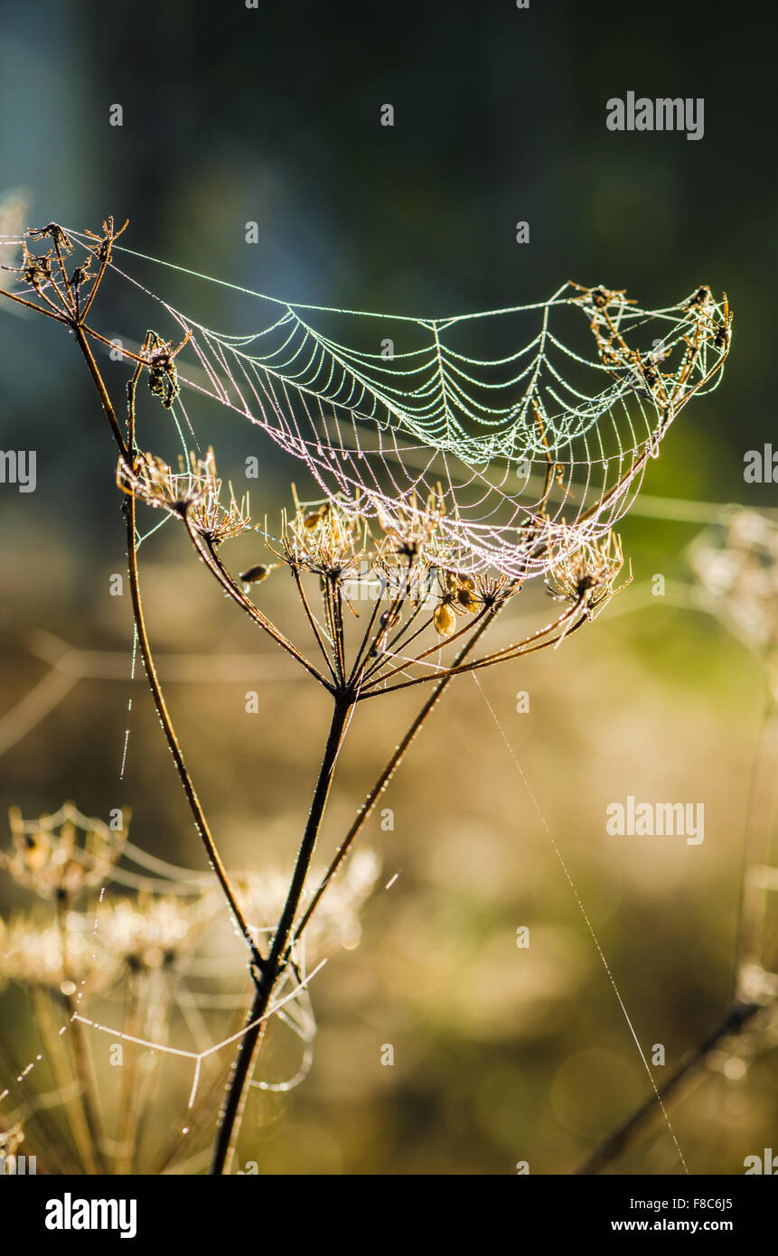 Tautropfen auf einem Web glänzte durch Morgenlicht Stockfoto