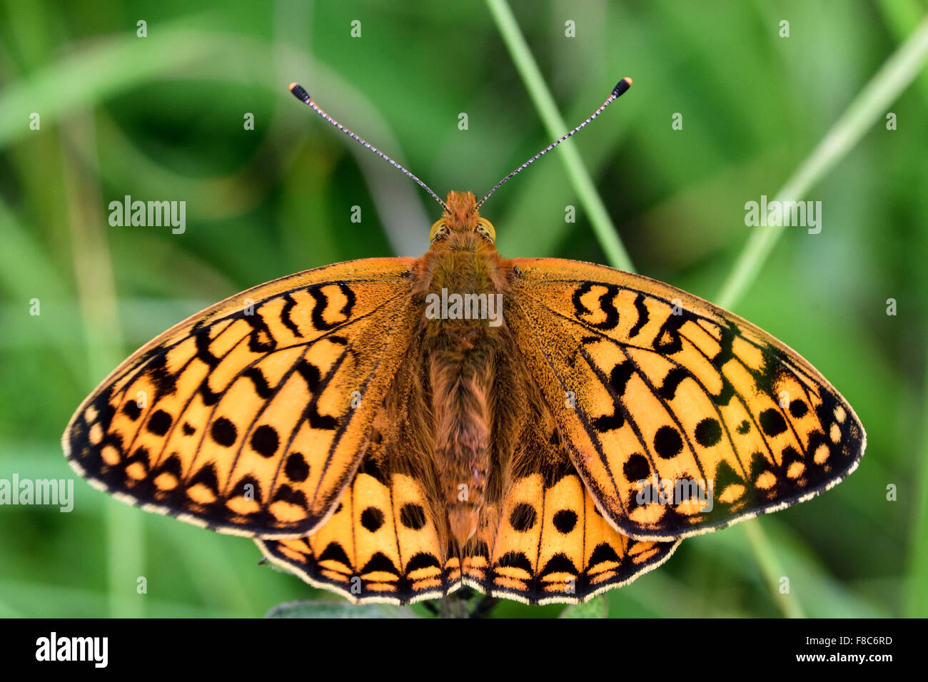 Dunkel grün Fritillary (Argynnis Aglaja) Schmetterling mit offenen Flügeln und Oberseite zeigen Stockfoto