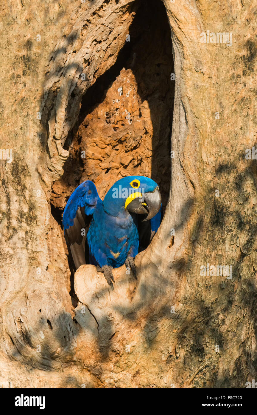 Hyazinth-Ara (Anodorhynchus Hyacinthinus) in seinem Nest Baum, Pantanal, Mato Grosso, Brasilien Stockfoto