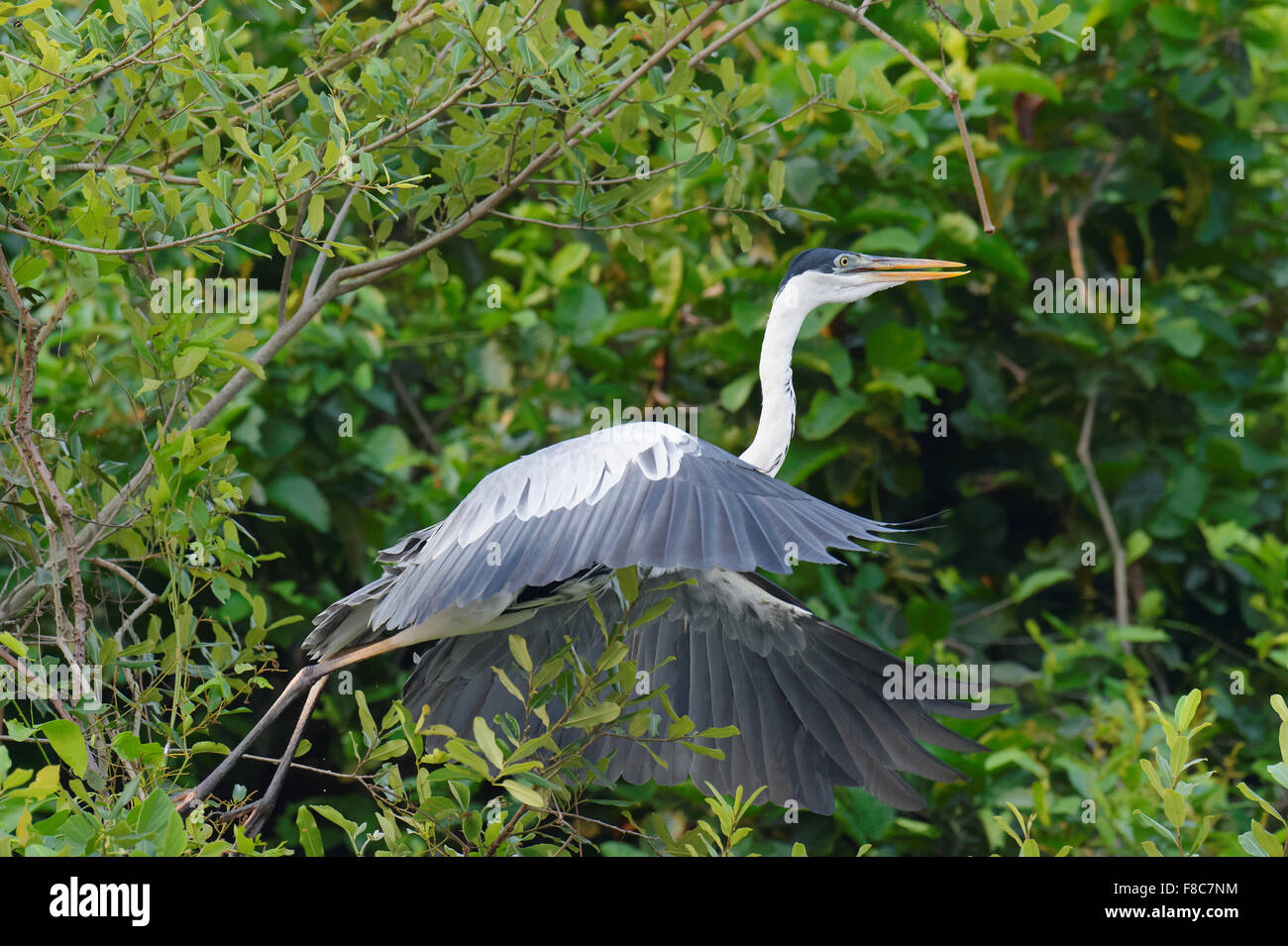 Weiß-Necked Heron oder Cocoi Heron (Ardea Cocoi), Pantanal, Mato Grosso, Brasilien Stockfoto