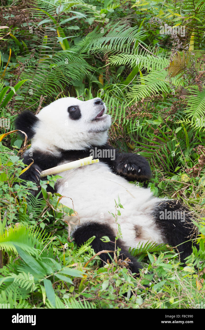 Junge giant Panda (Ailuropoda Melanoleuca), China Conservation and