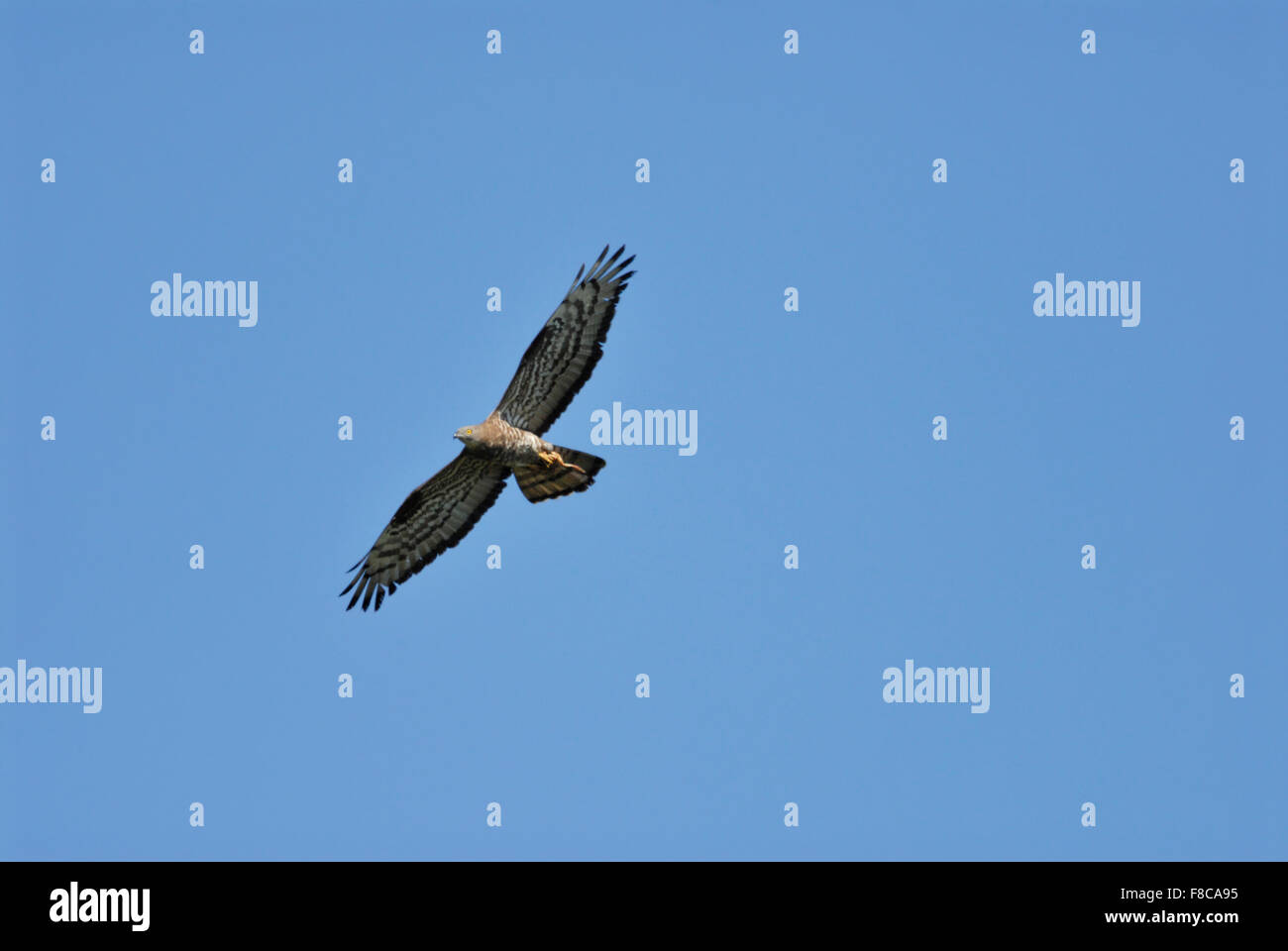 Wespenbussard / Wespenbussard (Pernis Apivorus) während des Fluges mit Beute in seinen Krallen gegen blauen Himmel. Stockfoto