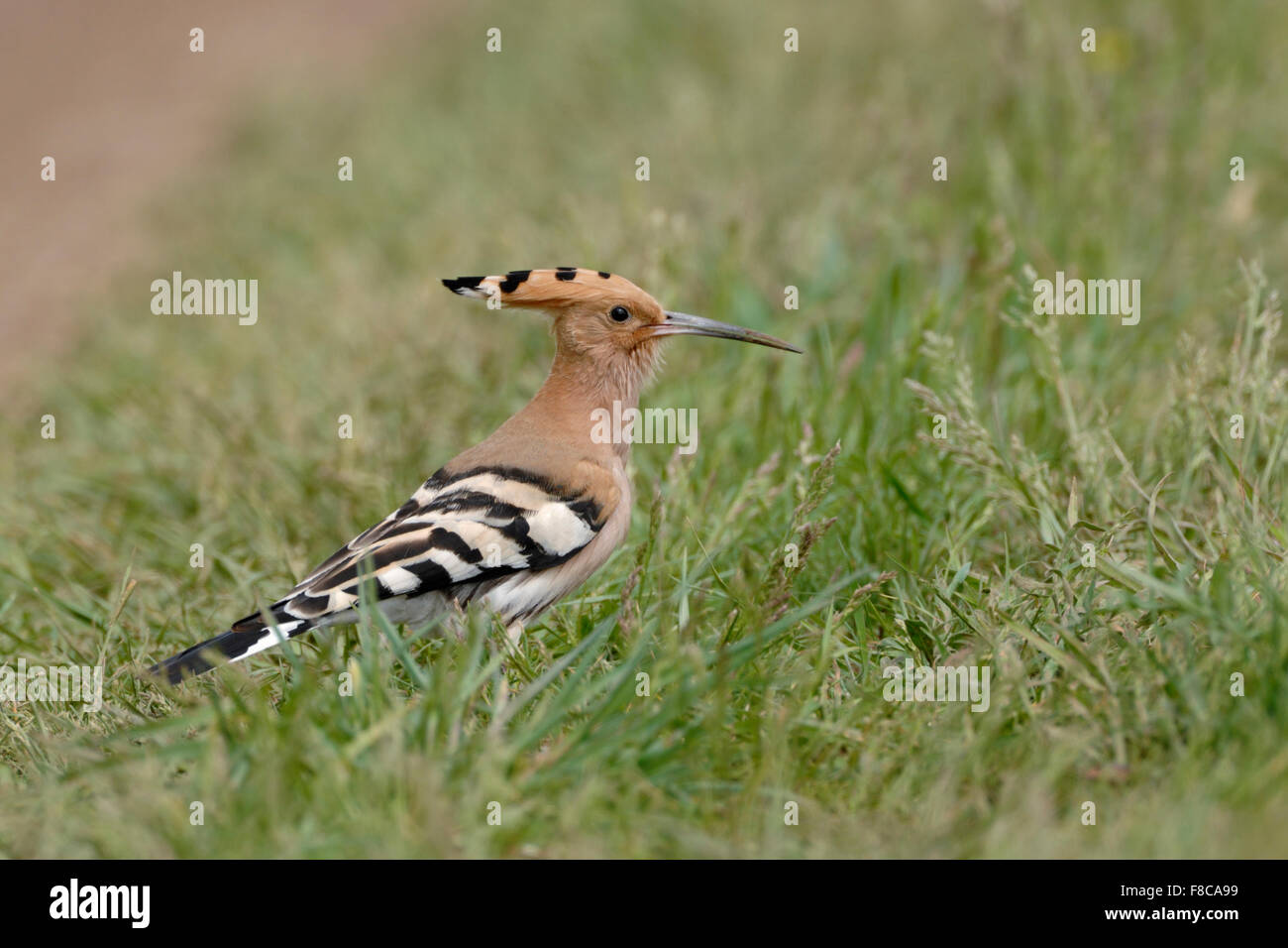 Eurasischer Wiedehopf (Upupa epops) auf dem Boden im Gras sitzend, typische Aussicht, Tierwelt, Europa. Stockfoto