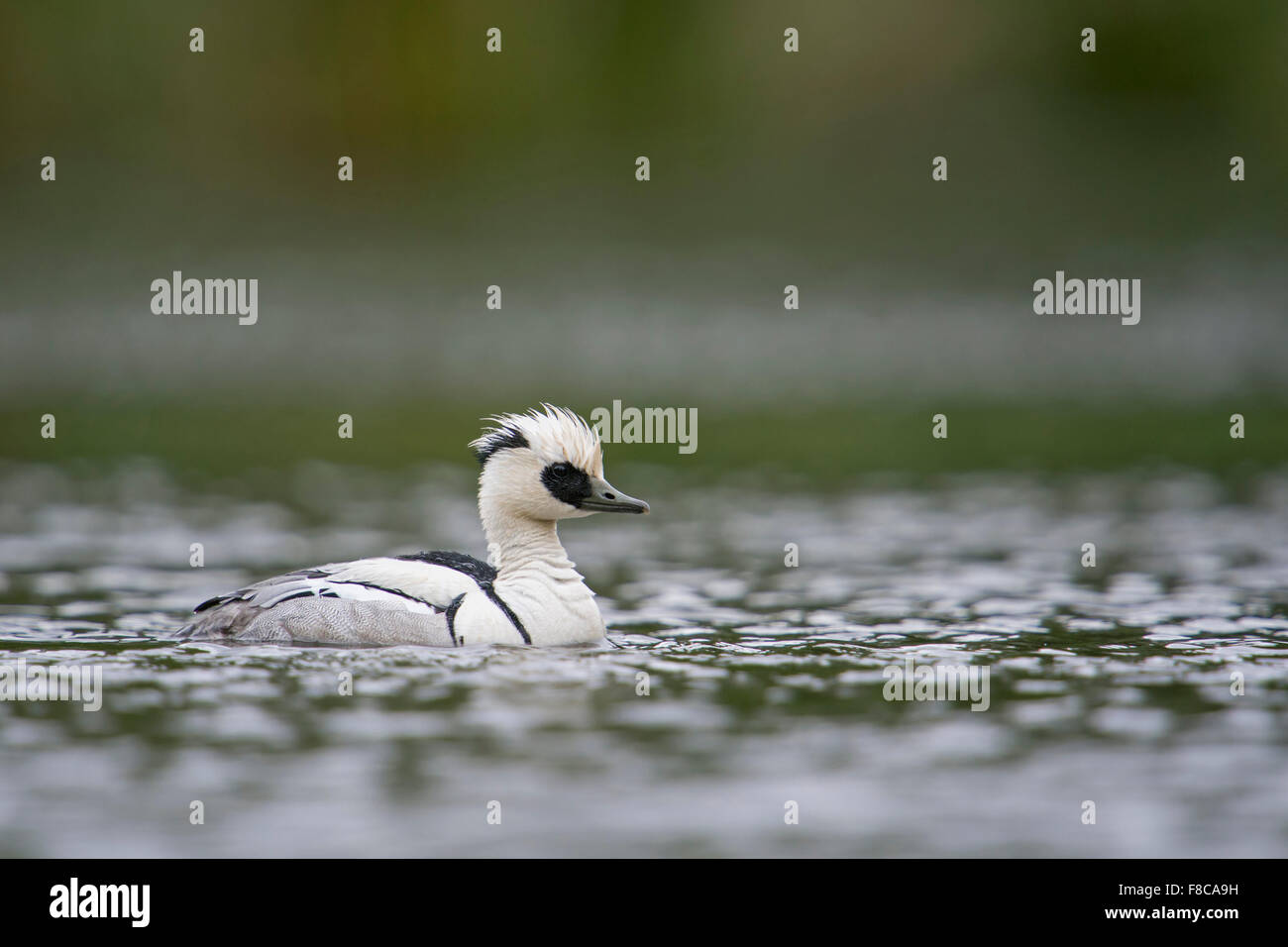 Männliche Zwergsäger / Zwergsaeger (Mergellus Albellus) schwimmt in der Nähe von auf offenen Gewässern. Stockfoto