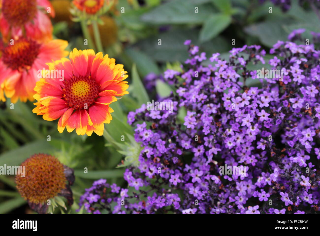 lila Blüten, Sommer, Natur Farben Stockfoto