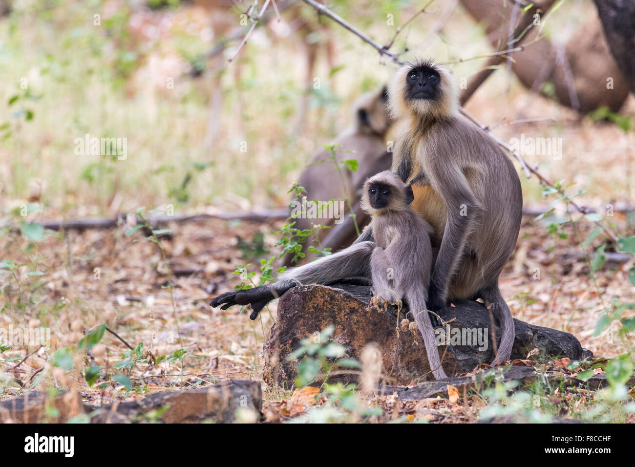 Graue Languren in Bandhavgarh Reserve, Indien Stockfoto