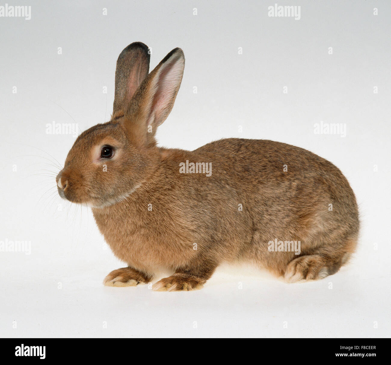Kaninchen Sie auf neutralem Hintergrund Stockfoto