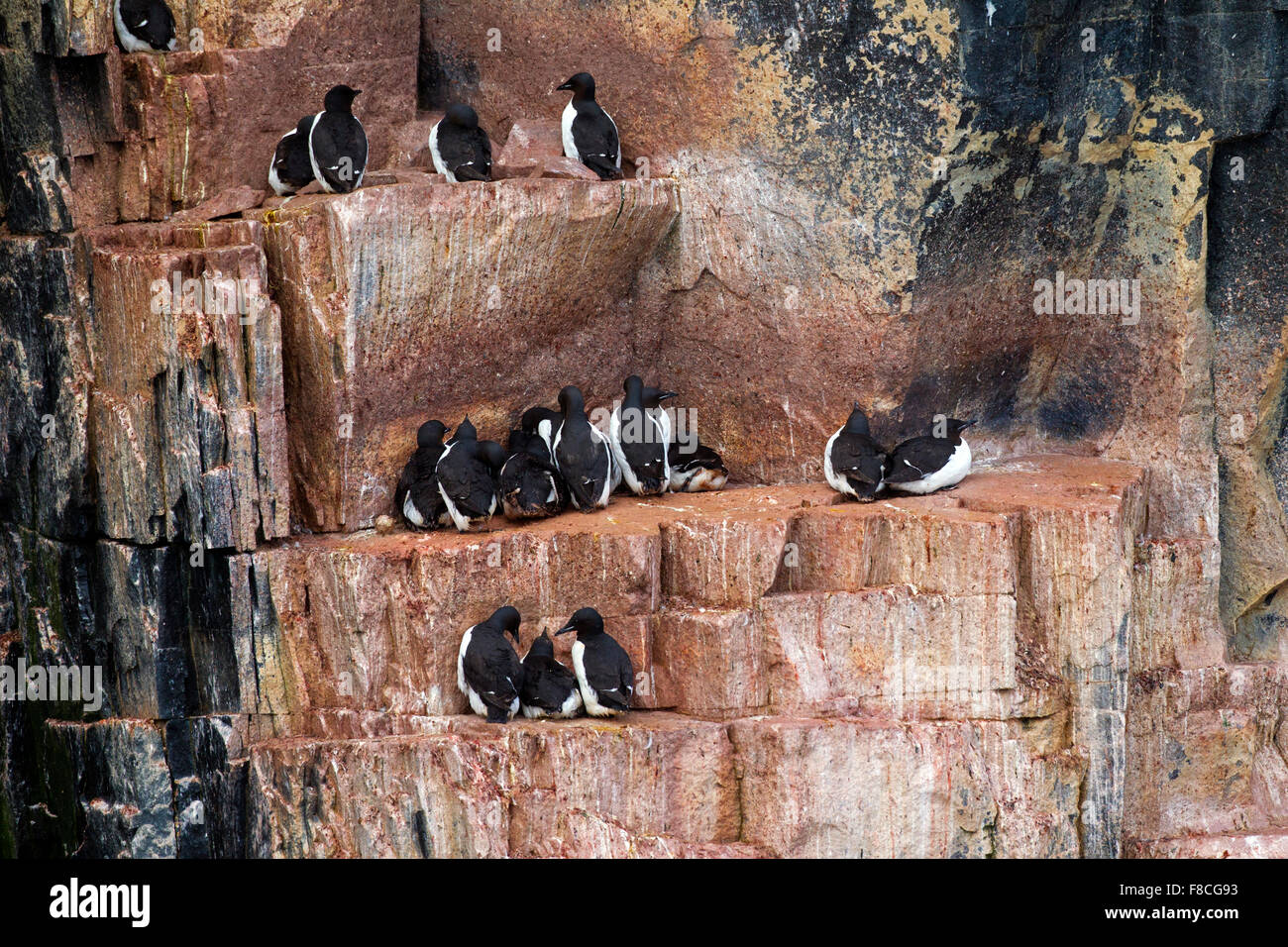 Dick-billed wärmeren / Brünnichs Trottellumme (Uria Lomvia) Zucht auf Felsvorsprung der Steilküste in Seevogel-Kolonie, Svalbard Stockfoto