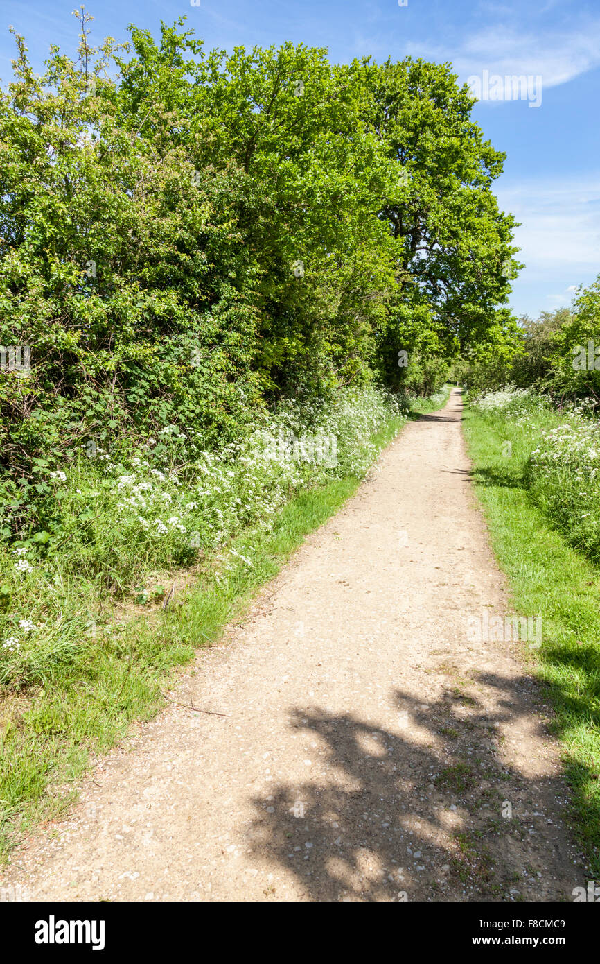 Lange Gerade öffentlichen Fußweg durch Landschaft und gesäumt von Bäumen, Bestwood Country Park, Nottingham, England, Großbritannien Stockfoto