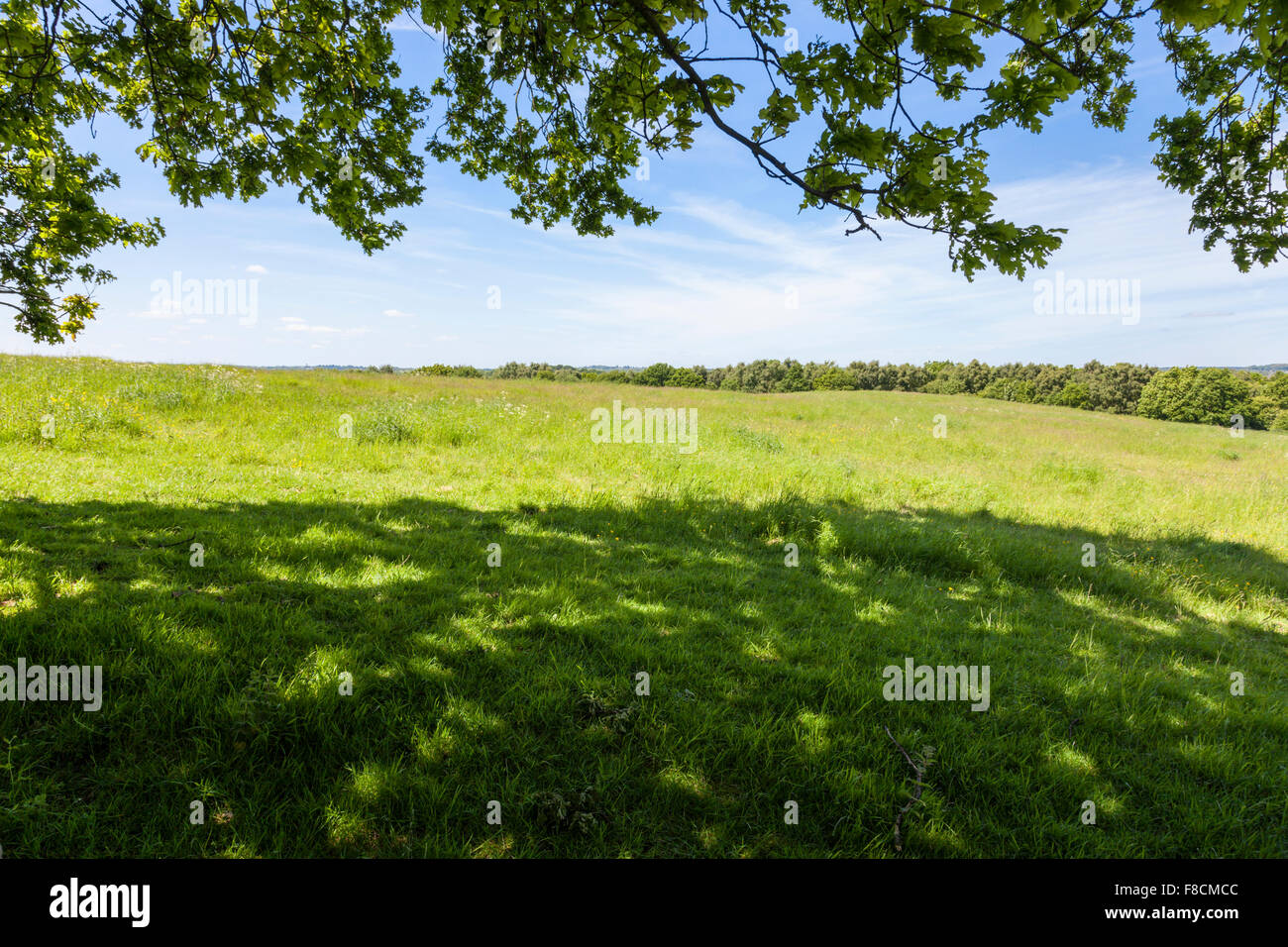 Allgemeine Ansicht eines Feldes und Bäume in der englischen Landschaft im Sommer von der Schatten unter einem überhängenden Baum, Nottinghamshire, England gesehen, Großbritannien Stockfoto