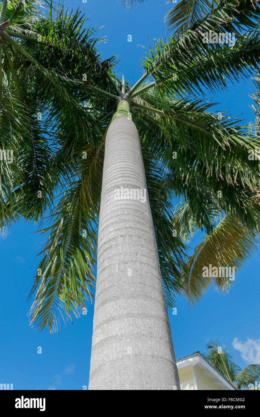 Eine Flasche Palm, Roystonea duniapiana, vom unteren Stamm nach oben genommen, vor blauem Himmel. St. Crouch, US Virgin Islands. Stockfoto