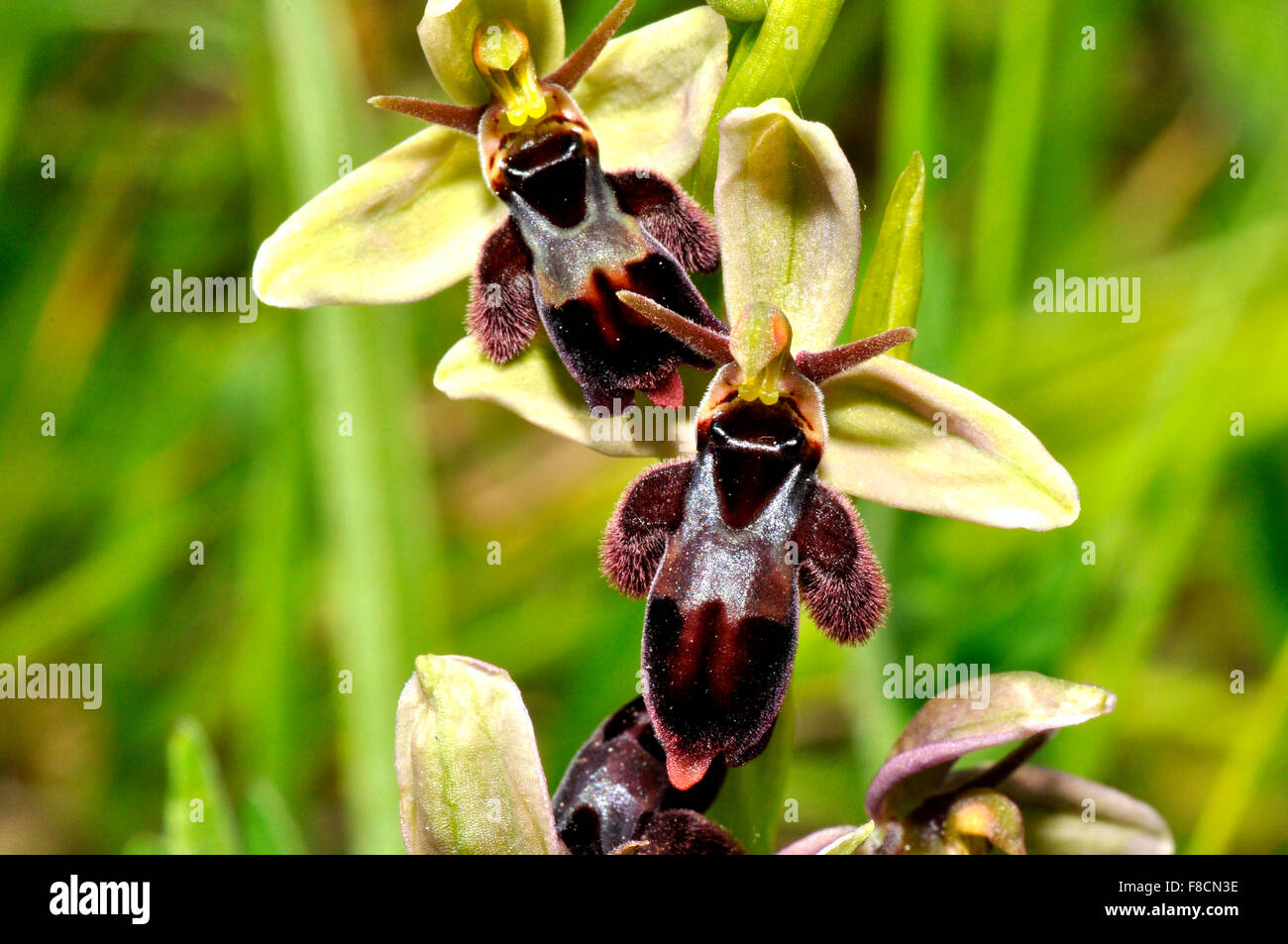Bienenfliegen Hybrid Orchidee, kleine Bär wie Aussehen, Kalzium reichen Boden, Blumen Juni, Somerset UK Stockfoto