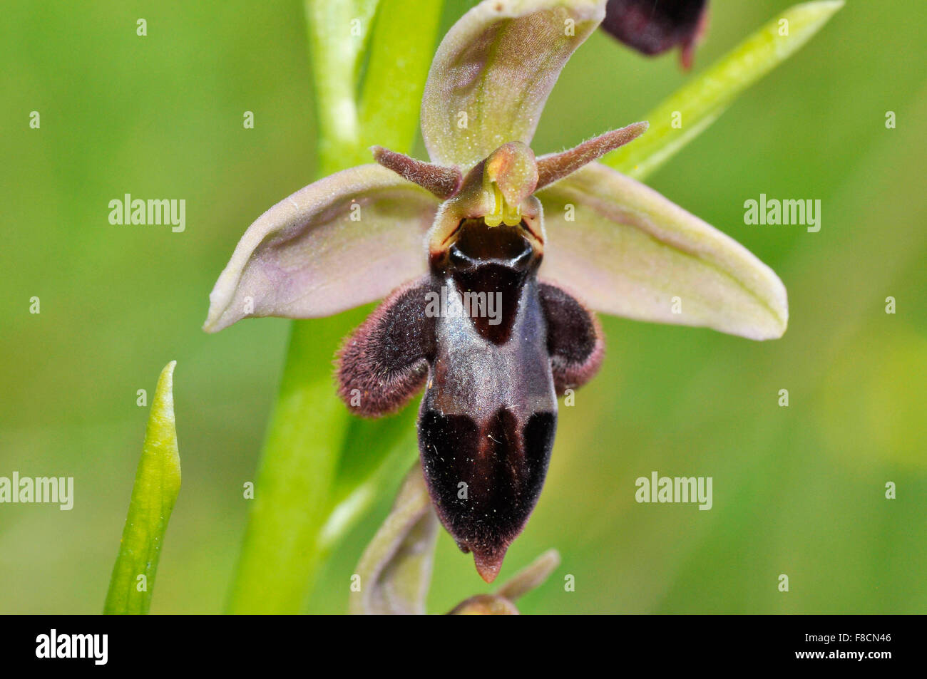 Bee Fly Hybrid Orchidee; Kleiner Bär aussehen; Calcium-reichen Boden; Wegränder. Stockfoto
