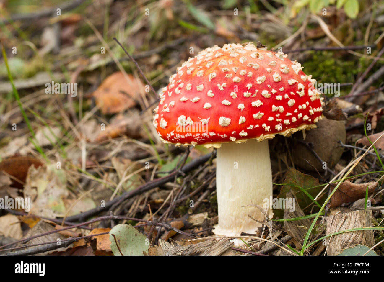 Eine rote bedeckte Fliegenpilz im Wald Unterholz. Stockfoto