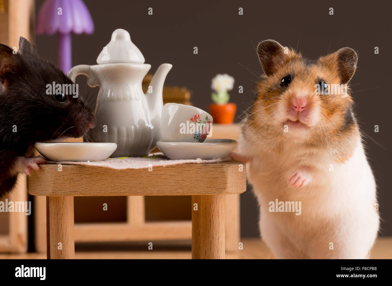 Hamster, Kaffee trinken Stockfoto
