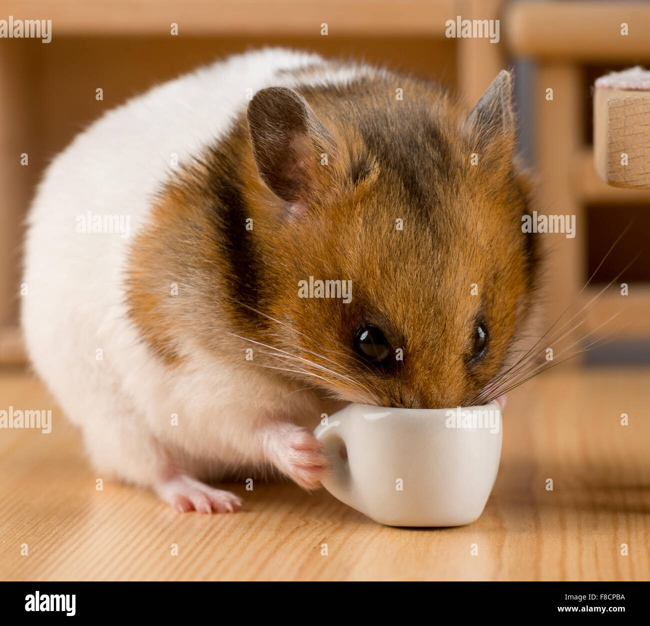 Hamster, Kaffee trinken Stockfoto