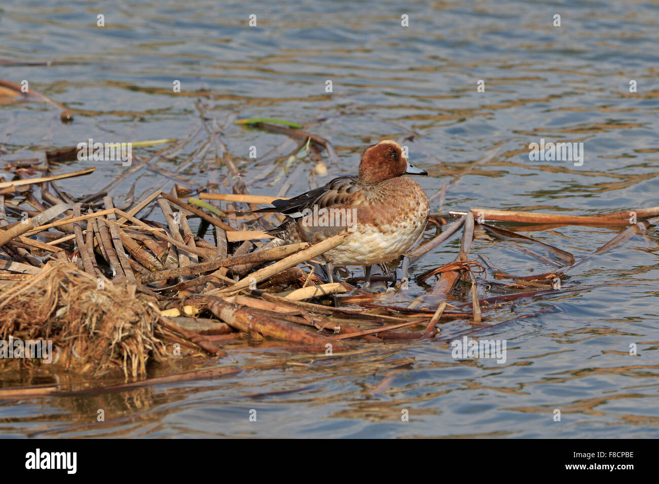 Männliche Eurasian Wigeon im Winter ruht auf Schilf in Portugal Stockfoto