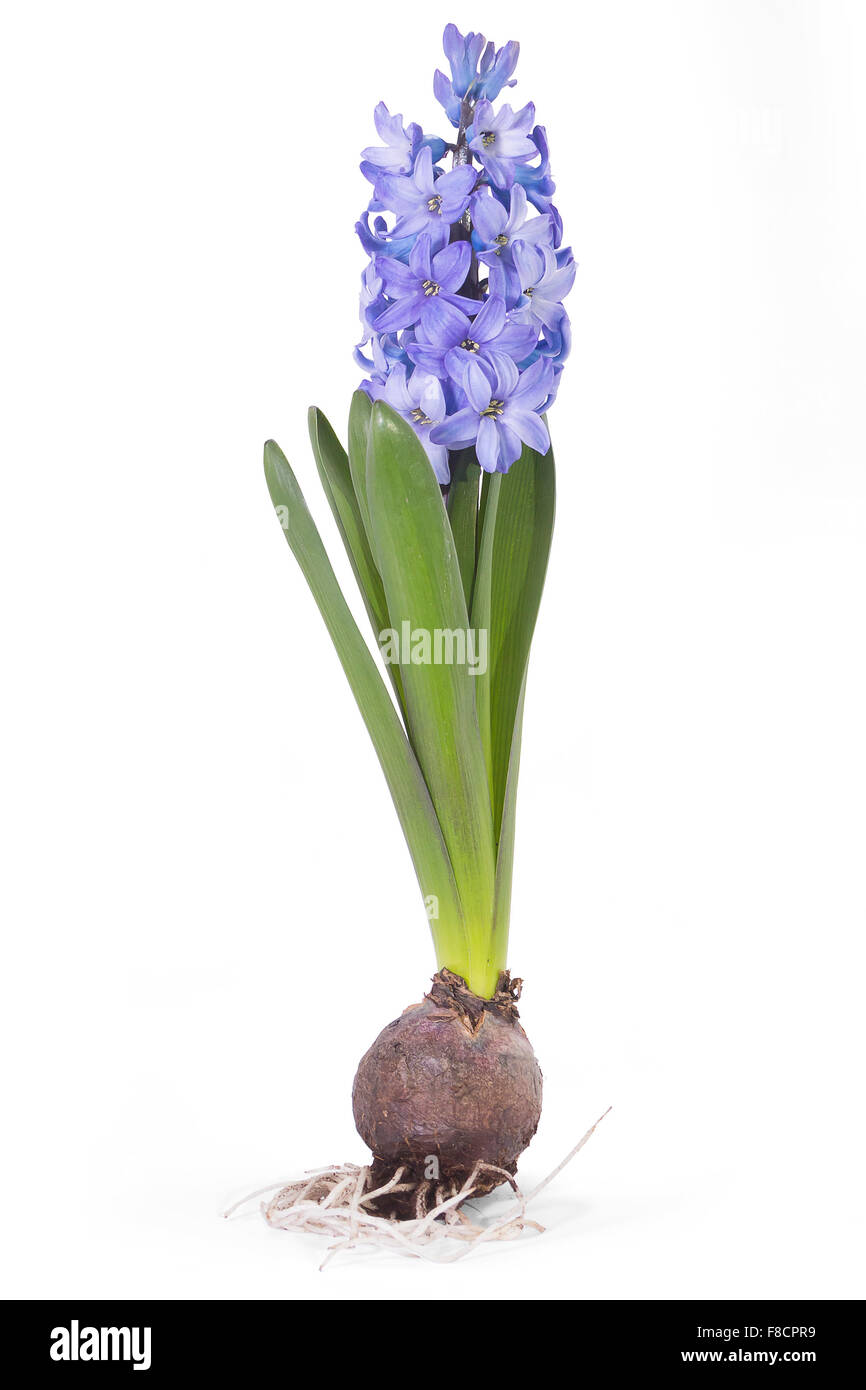 Blaue Hyazinthe Blume, Hyacinthus Orientalis mit Knolle isoliert auf weiss Stockfoto