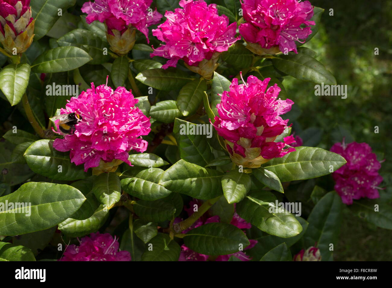 Rhododendron 'Rocket', Garten Vielfalt im Anbau. Stockfoto