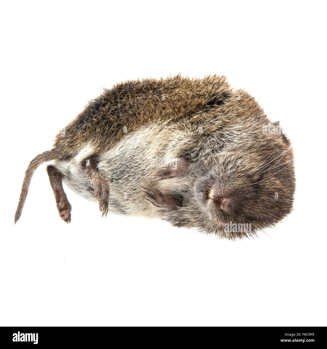 Tote Maus auf weißem Hintergrund Stockfoto