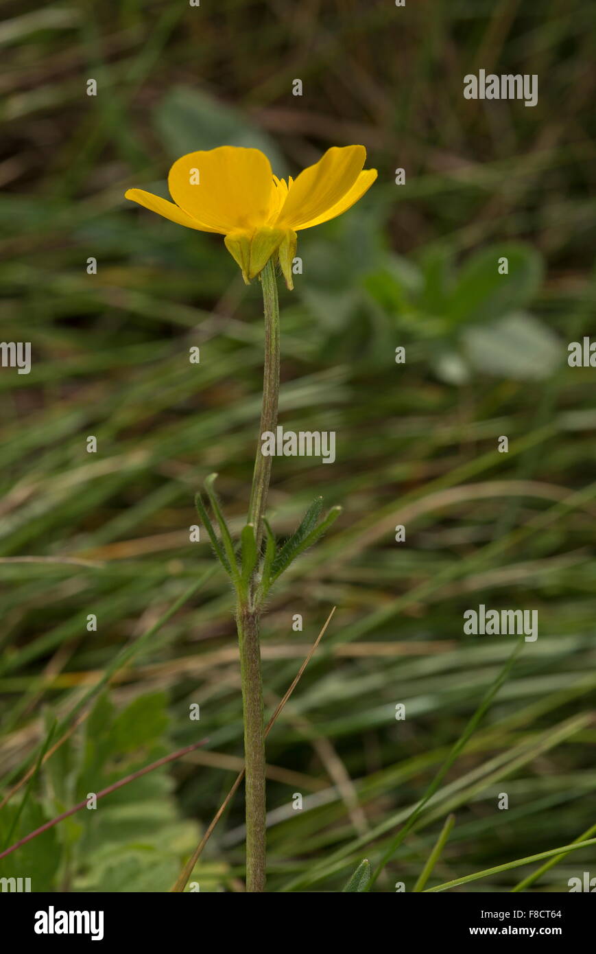 Knolligen Hahnenfuß, Ranunculus Bulbosus, zurückgebogenen Kelchblätter zeigen Stockfoto