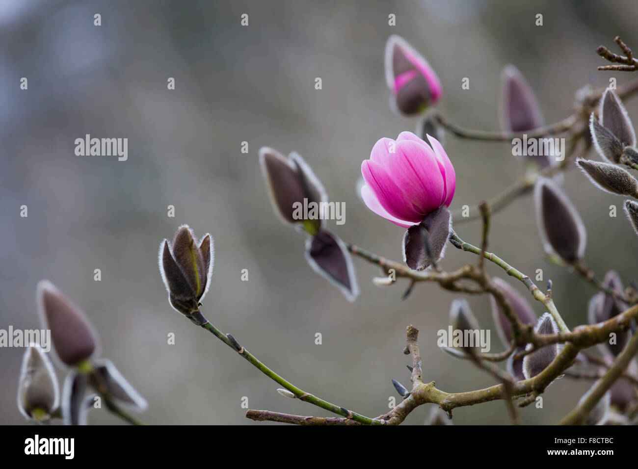 Magnolie; Baum in Blüte Cornwall; UK Stockfoto