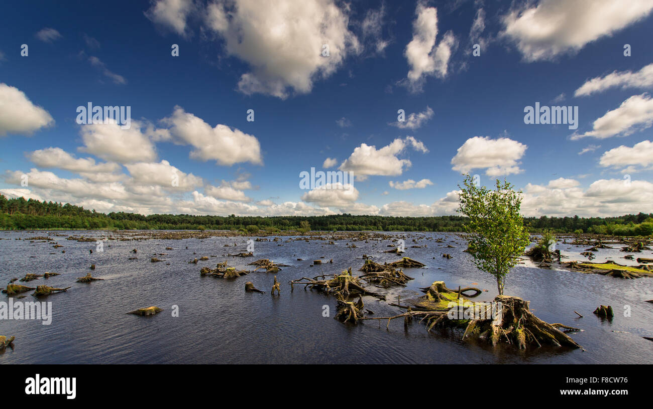 Delemere Wald Blakemere Moss Wasser Baum Himmel Wolke Stockfoto