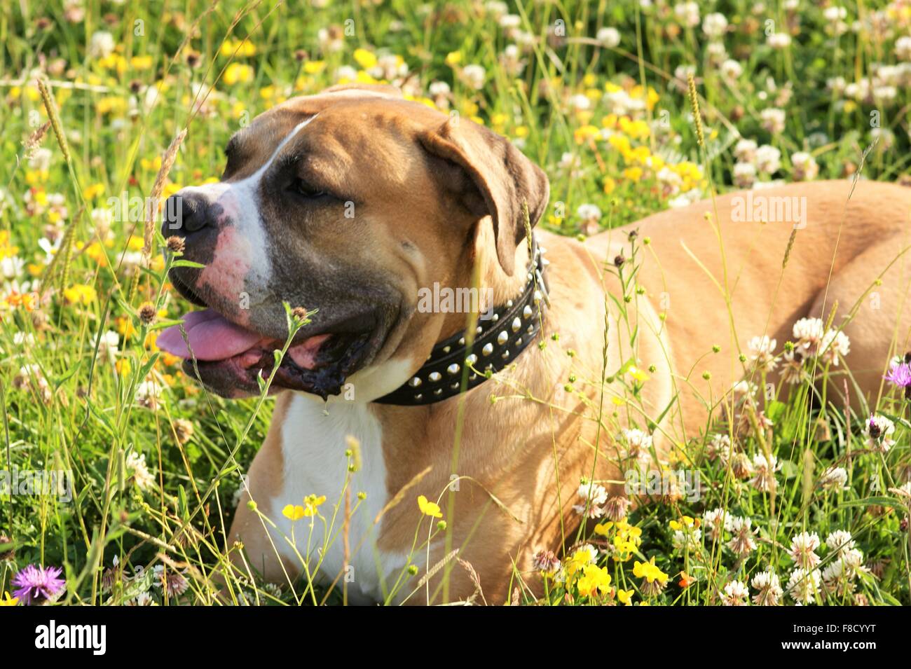 Mastiffhund in Blumenwiese Stockfoto