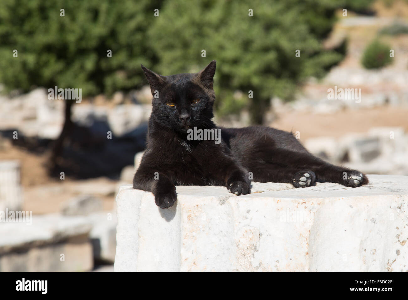 Katze über Säule in Ephesus antike Stadt in Izmir, Türkei Stockfoto
