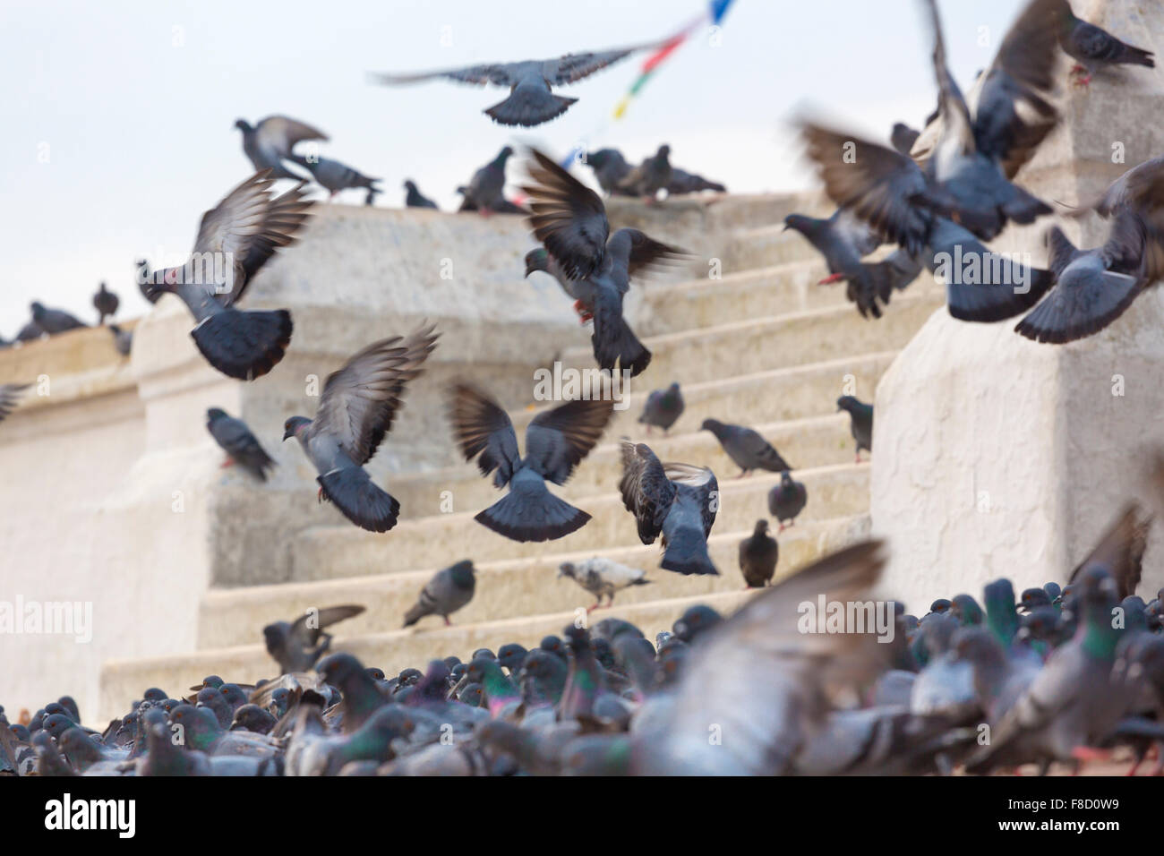 Tauben auf die große Stupa Bodnath, Kathmandu, Nepal Stockfoto