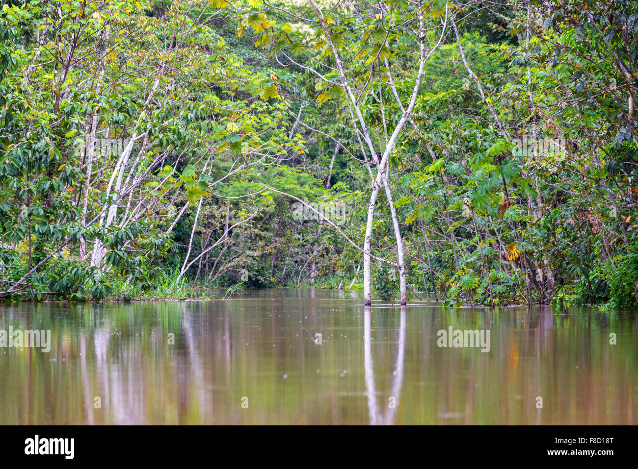 Bäume in einem überschwemmten Gebiet in den Amazonas-Regenwald in Brasilien Stockfoto