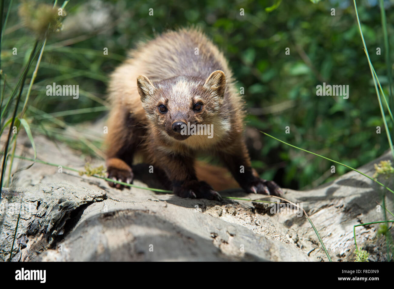 European pine marten martes martes Fotos und Bildmaterial in hoher