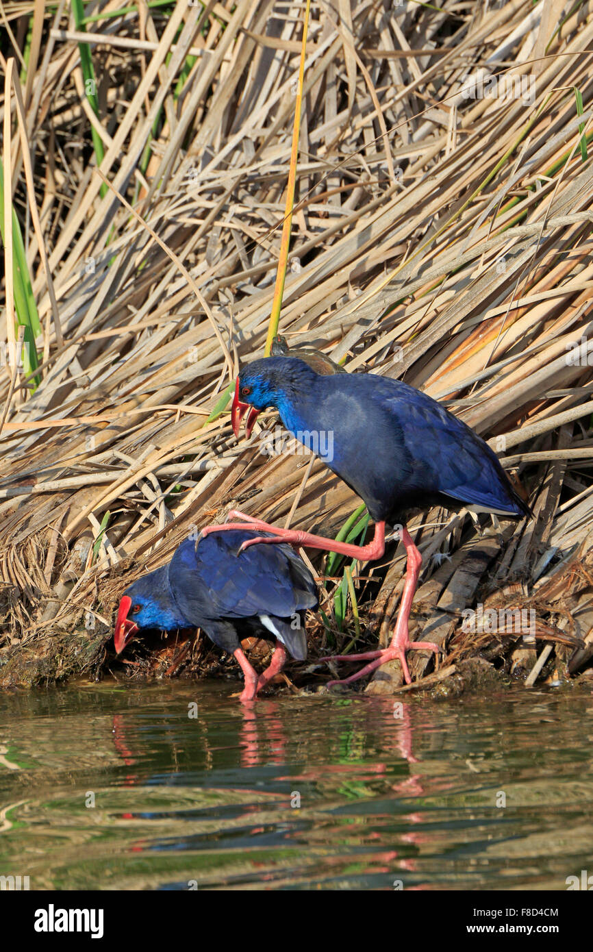 Ein Purple Sumpf-Huhn mit seinen großen Fuß auf der Rückseite ein weiteres Purple Sumpf-Hen gegen ein Röhricht in Portugal im winter Stockfoto