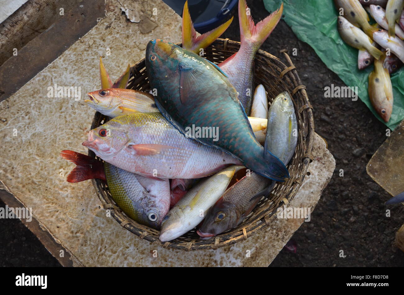 bunte Fische Eimer in Negombo, Sri lanka Stockfoto