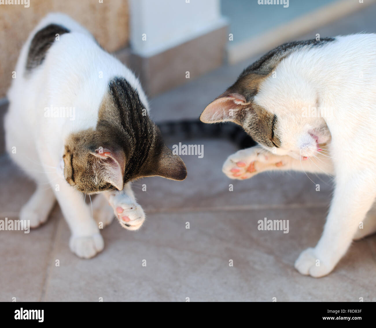 Zwei Katzen waschen sich mit der Zunge. Stockfoto