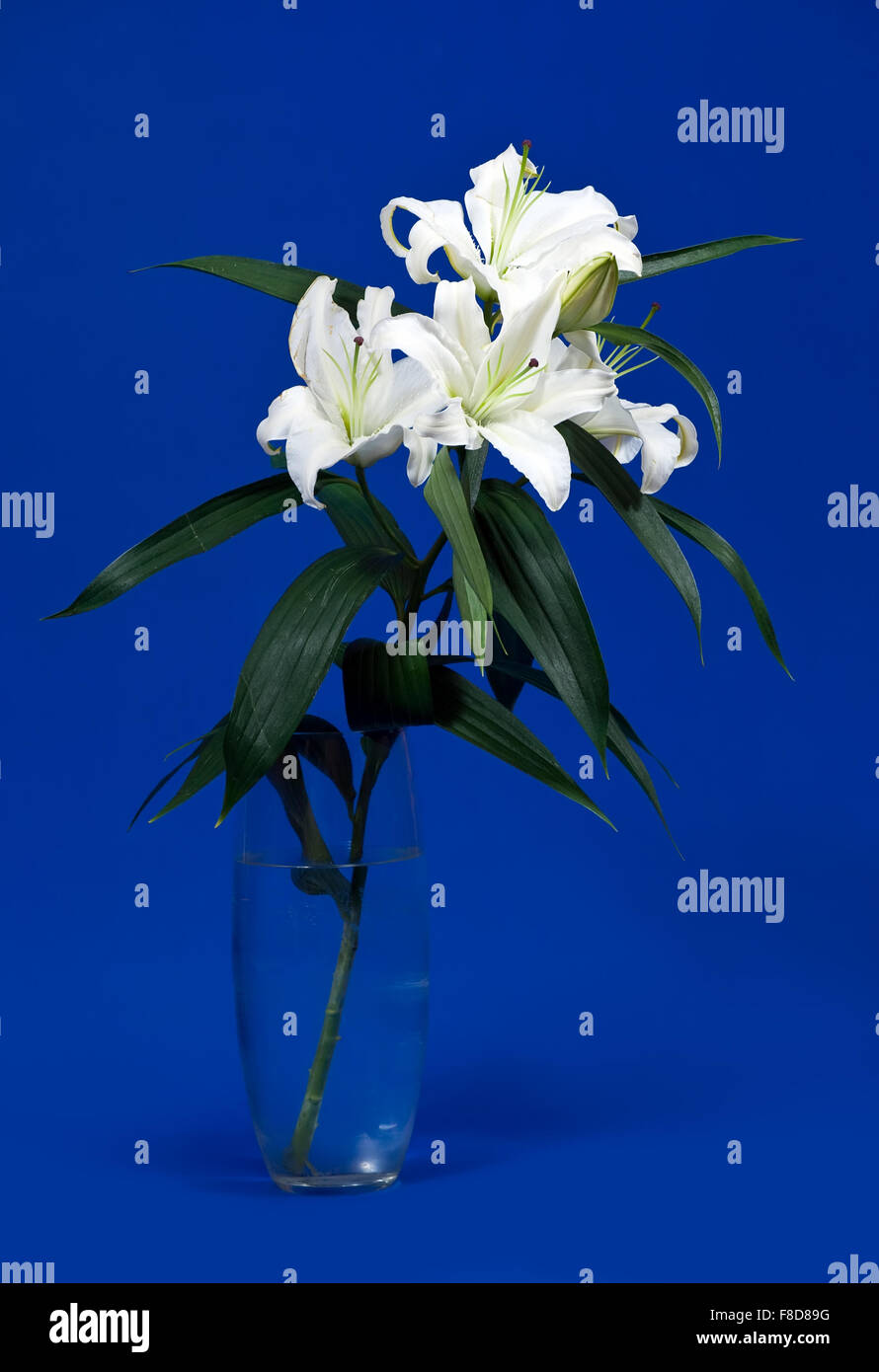 Bouquet von weißen Lilie in Vase auf blauem Hintergrund Stockfoto