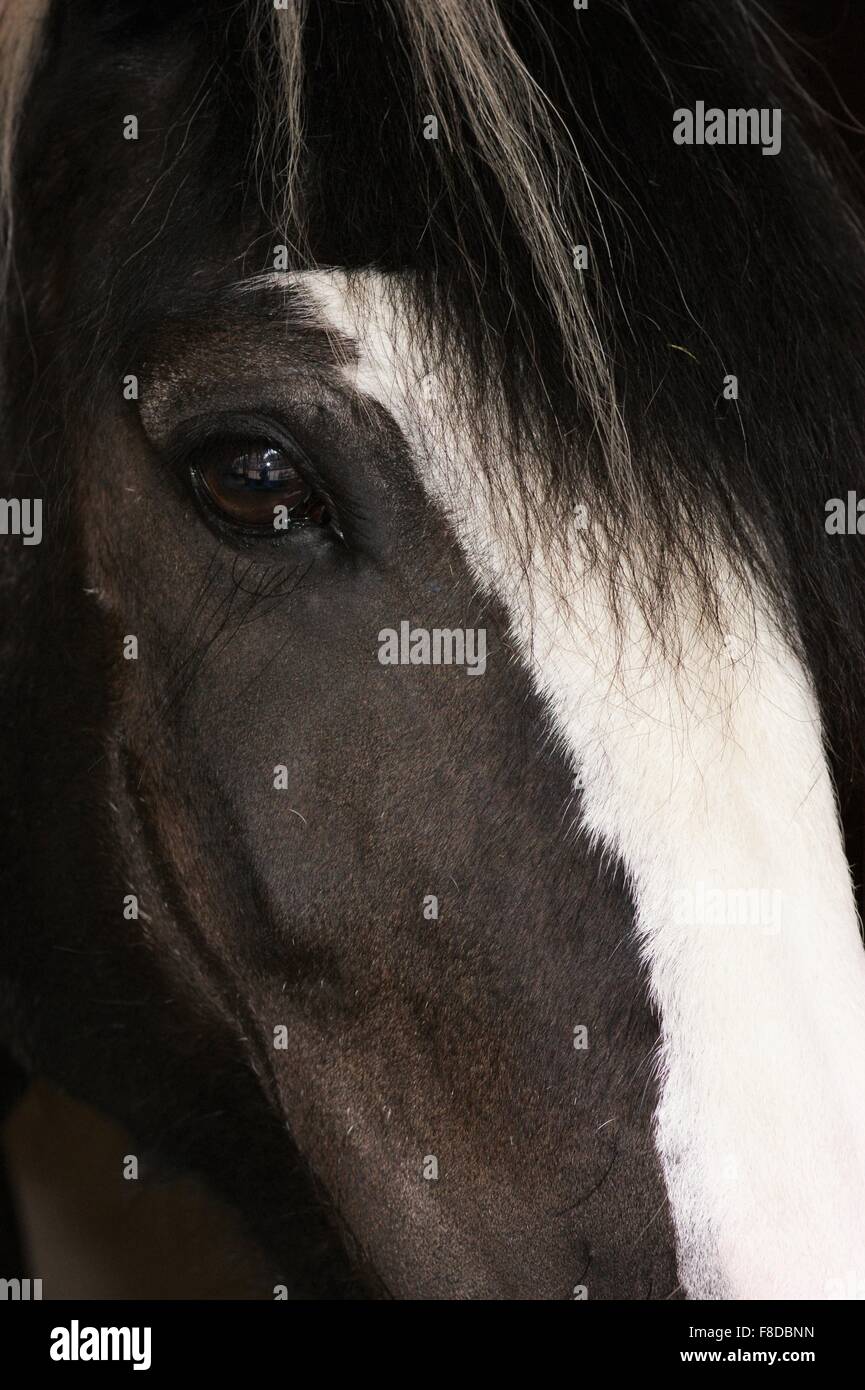 Closeup Pferde Gesicht Stockfoto