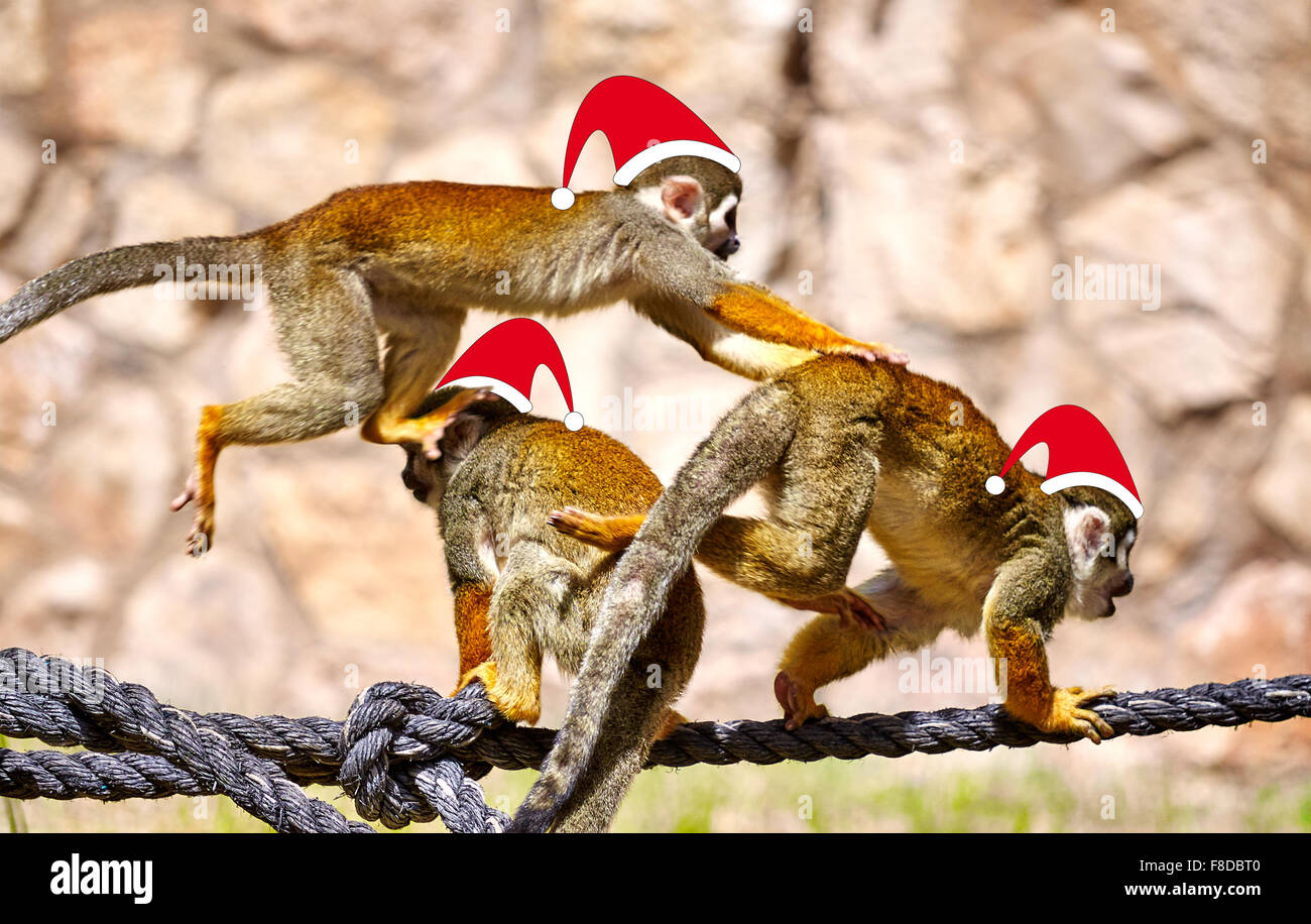 Affen in Red Santa Weihnachtsmützen spielen Narr am Seil Stockfoto