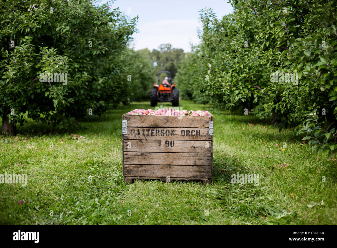 Eine Ernte von Äpfeln werden gesammelt in einer großen Holzkiste im Obstgarten. Stockfoto