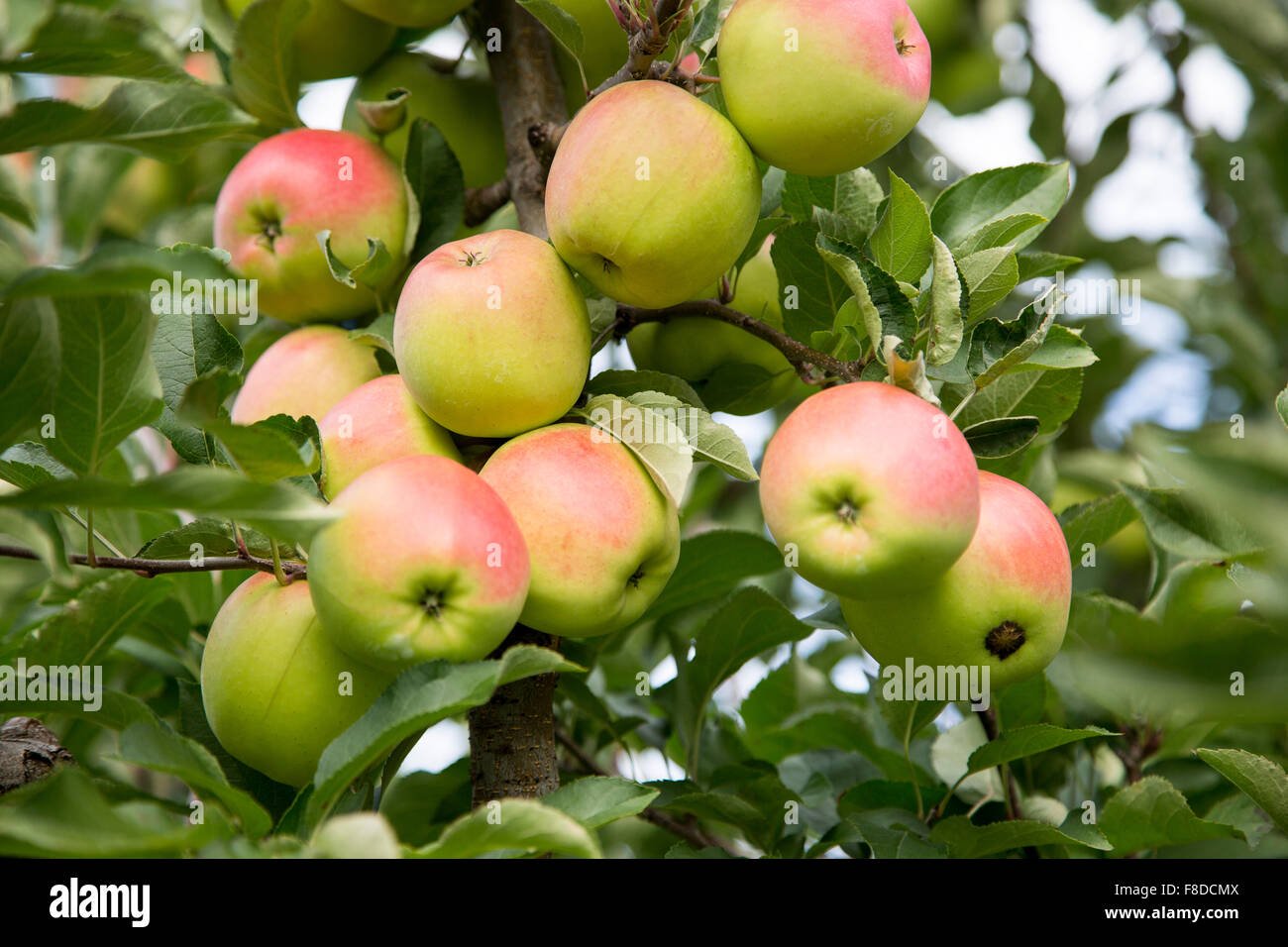 Die Reifen Äpfel füllen die Apfelbäume in einem Obstgarten während der Erntezeit. Stockfoto
