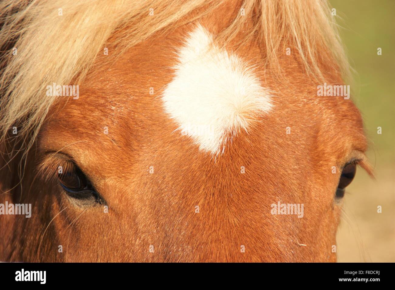 Closeup Pferde Gesicht Stockfoto