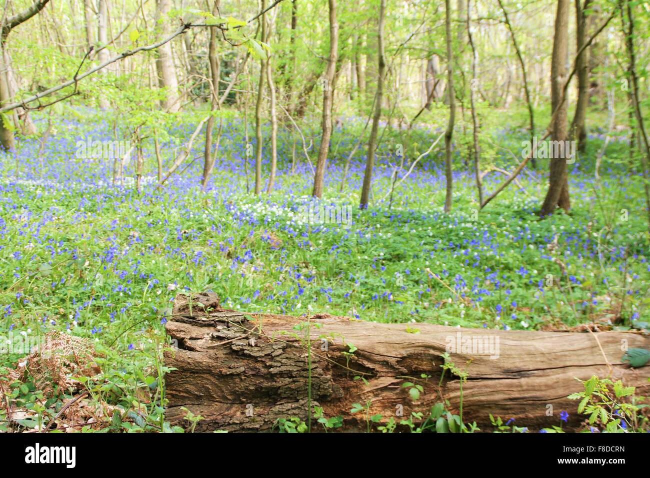 Bluebell woods Stockfoto