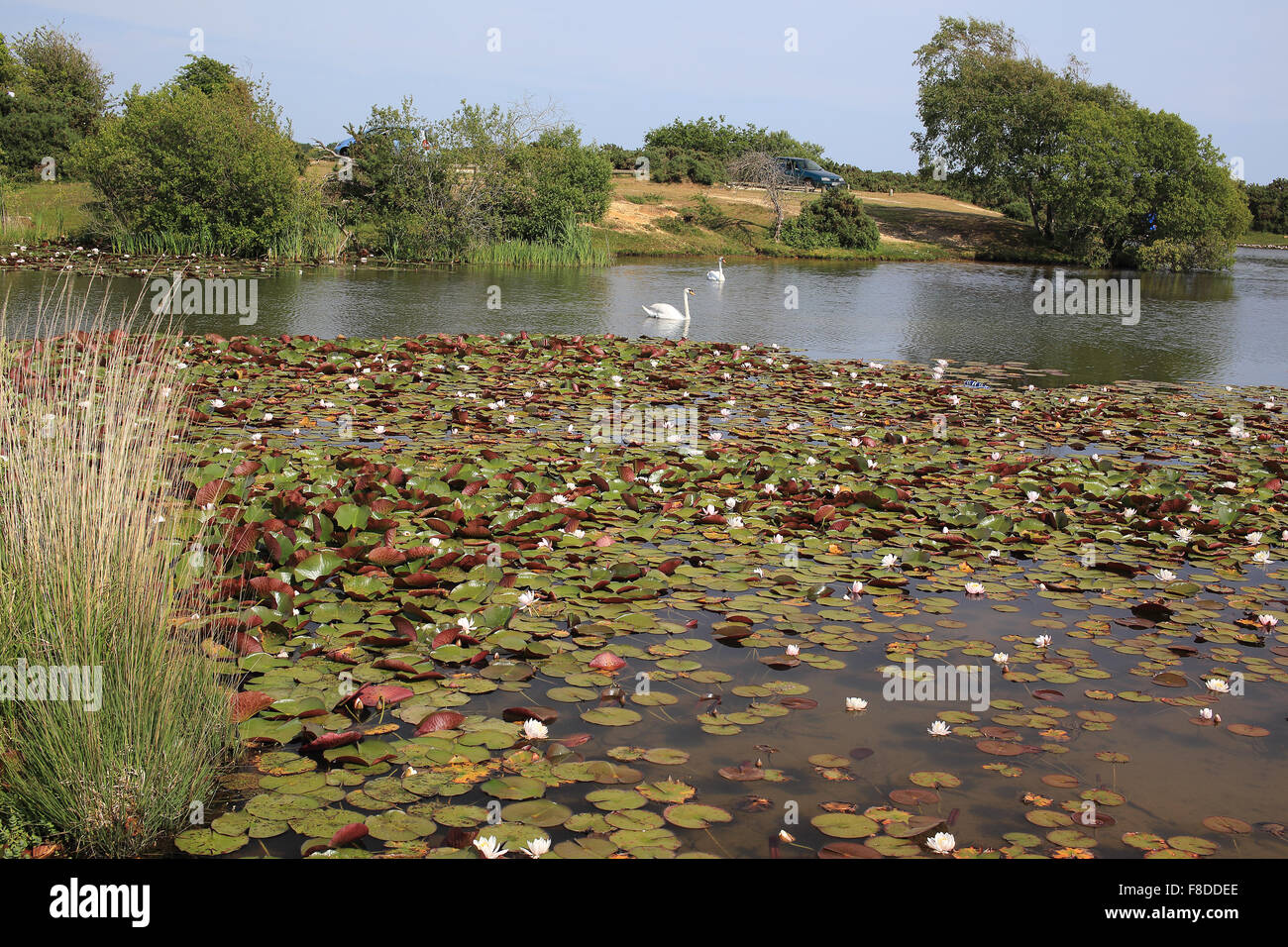 Seerosen und Schwäne, schlüpfen Teich, New Forest National Park, Hampshire, England, UK. Stockfoto
