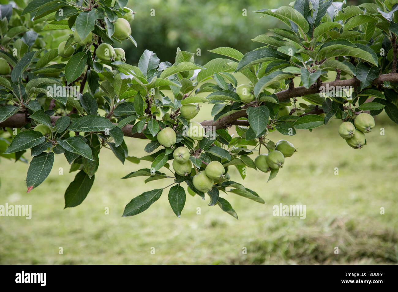 Äpfel füllen die Apfelbäume in einem Obstgarten im Sommer Stockfoto