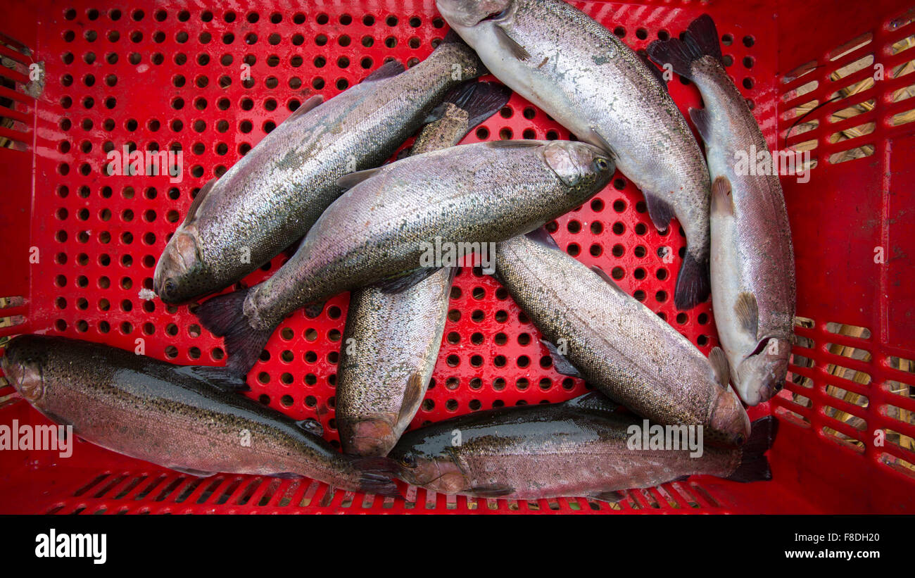 Frische Forellen Fischen im roten Kunststoffkorb hautnah. Bolivien Stockfoto