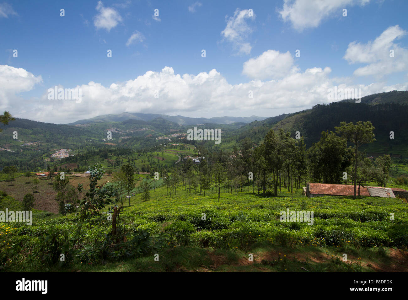 Landwirtschaftliche Flächen in Nilgiris in der Nähe von Ooty, Tamil Nadu, Indien Stockfoto
